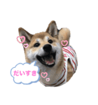 柴犬あこちゃんスタンプ（個別スタンプ：7）