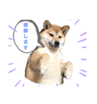 柴犬あこちゃんスタンプ（個別スタンプ：8）
