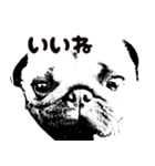 可愛い パグ（個別スタンプ：6）