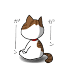 うちのねこです。チャカです。（個別スタンプ：13）