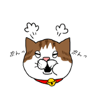 うちのねこです。チャカです。（個別スタンプ：14）
