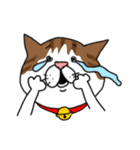 うちのねこです。チャカです。（個別スタンプ：15）
