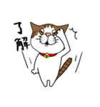 うちのねこです。チャカです。（個別スタンプ：19）