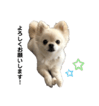 ラテちゃんだよ（個別スタンプ：3）