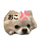 ラテちゃんだよ（個別スタンプ：10）