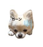 ラテちゃんだよ（個別スタンプ：20）