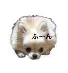 ラテちゃんだよ（個別スタンプ：24）