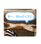 きなこの日常 part①（個別スタンプ：4）