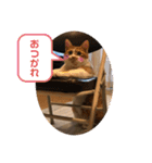 きなこの日常 part①（個別スタンプ：5）