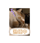 きなこの日常 part①（個別スタンプ：8）