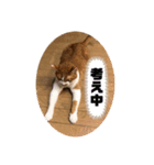 きなこの日常 part①（個別スタンプ：12）