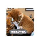 きなこの日常 part①（個別スタンプ：14）