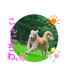 ロコぺぺさん（個別スタンプ：6）