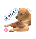 ロコぺぺさん（個別スタンプ：19）