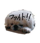 愛しのペキニーズ（個別スタンプ：3）
