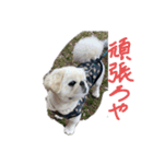 愛しのペキニーズ（個別スタンプ：6）
