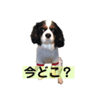 アロンジェ3（個別スタンプ：1）