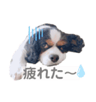 アロンジェ3（個別スタンプ：3）