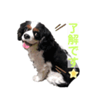 アロンジェ3（個別スタンプ：4）