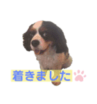 アロンジェ3（個別スタンプ：5）