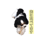 アロンジェ3（個別スタンプ：7）