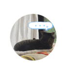 しーにゃんコレクション（個別スタンプ：1）