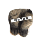 しーにゃんコレクション（個別スタンプ：3）