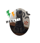 しーにゃんコレクション（個別スタンプ：6）