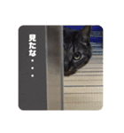 しーにゃんコレクション（個別スタンプ：11）