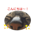 しーにゃんコレクション（個別スタンプ：12）