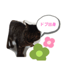 しーにゃんコレクション（個別スタンプ：16）