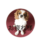 癒しのキャバリア（個別スタンプ：1）