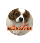 癒しのキャバリア（個別スタンプ：4）