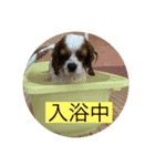 癒しのキャバリア（個別スタンプ：5）