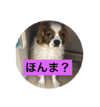 癒しのキャバリア（個別スタンプ：6）