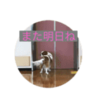 癒しのキャバリア（個別スタンプ：7）