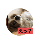 癒しのキャバリア（個別スタンプ：8）