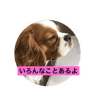 癒しのキャバリア（個別スタンプ：10）