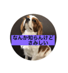 癒しのキャバリア（個別スタンプ：12）