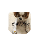 癒しのキャバリア（個別スタンプ：13）
