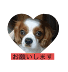 癒しのキャバリア（個別スタンプ：15）