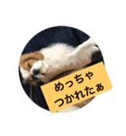癒しのキャバリア（個別スタンプ：16）