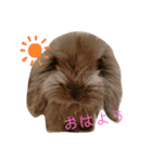 映えない黒うさぎ/アメファジ（個別スタンプ：1）