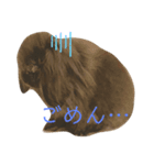映えない黒うさぎ/アメファジ（個別スタンプ：2）