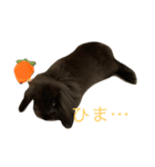 映えない黒うさぎ/アメファジ（個別スタンプ：3）