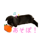 映えない黒うさぎ/アメファジ（個別スタンプ：4）