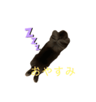 映えない黒うさぎ/アメファジ（個別スタンプ：5）
