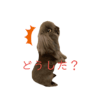 映えない黒うさぎ/アメファジ（個別スタンプ：7）