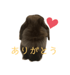 映えない黒うさぎ/アメファジ（個別スタンプ：11）