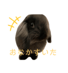 映えない黒うさぎ/アメファジ（個別スタンプ：14）